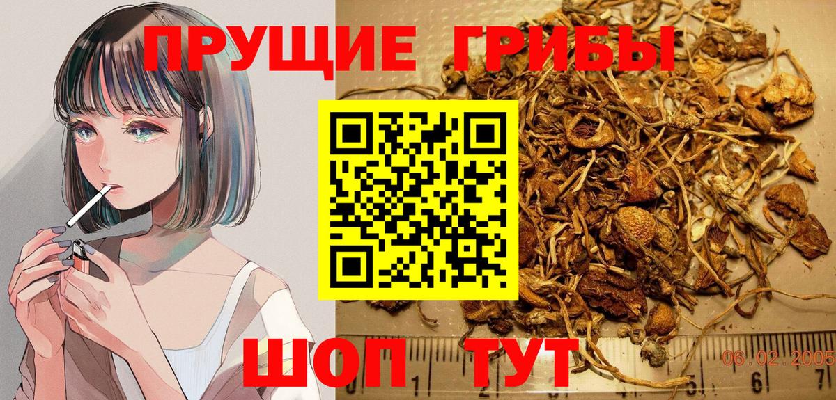 Галлюциногенные грибы Psilocybine cubensis Джанкой